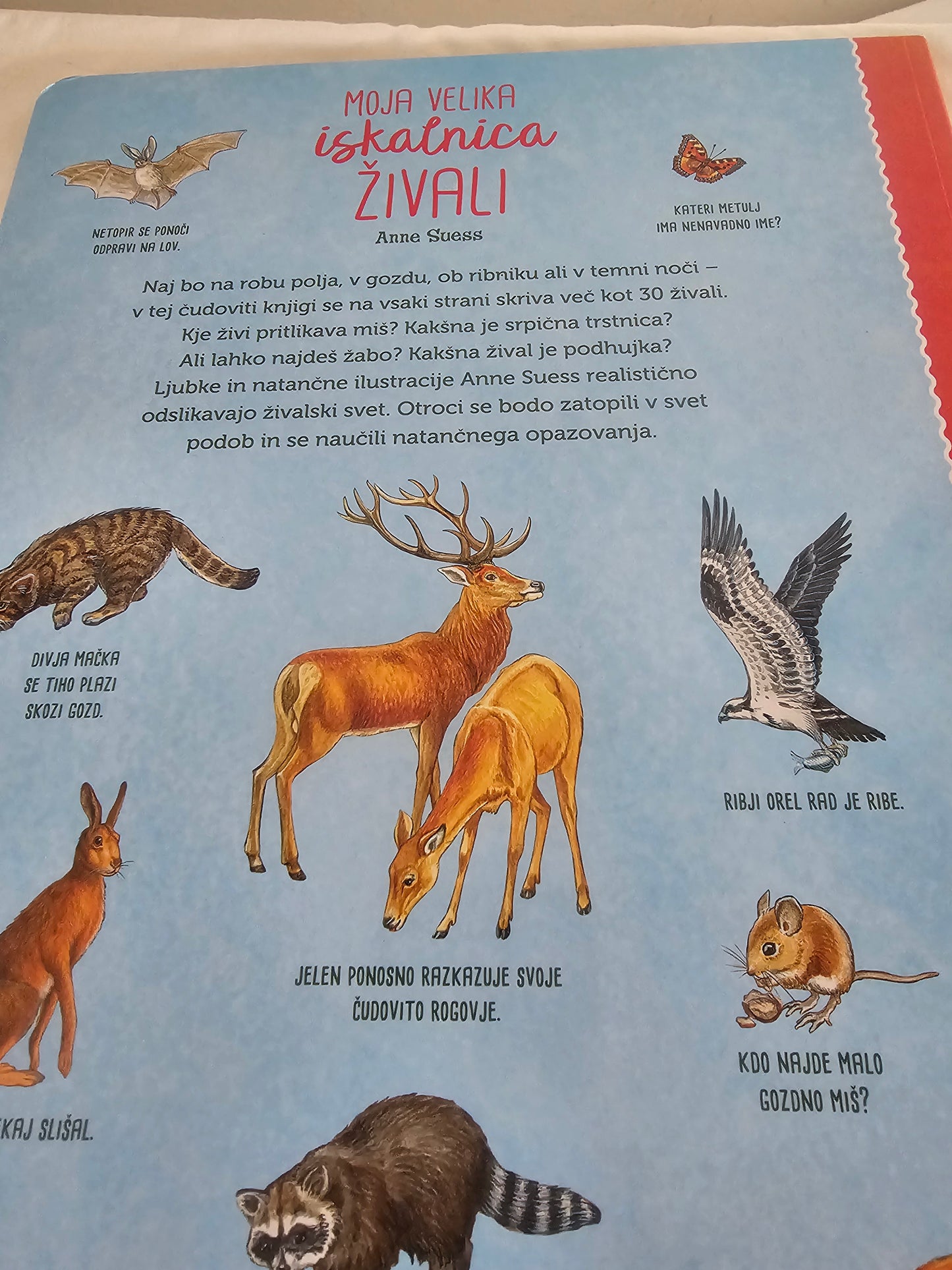 Trije prašički Moja velika iskalnica Založba Alica Učila