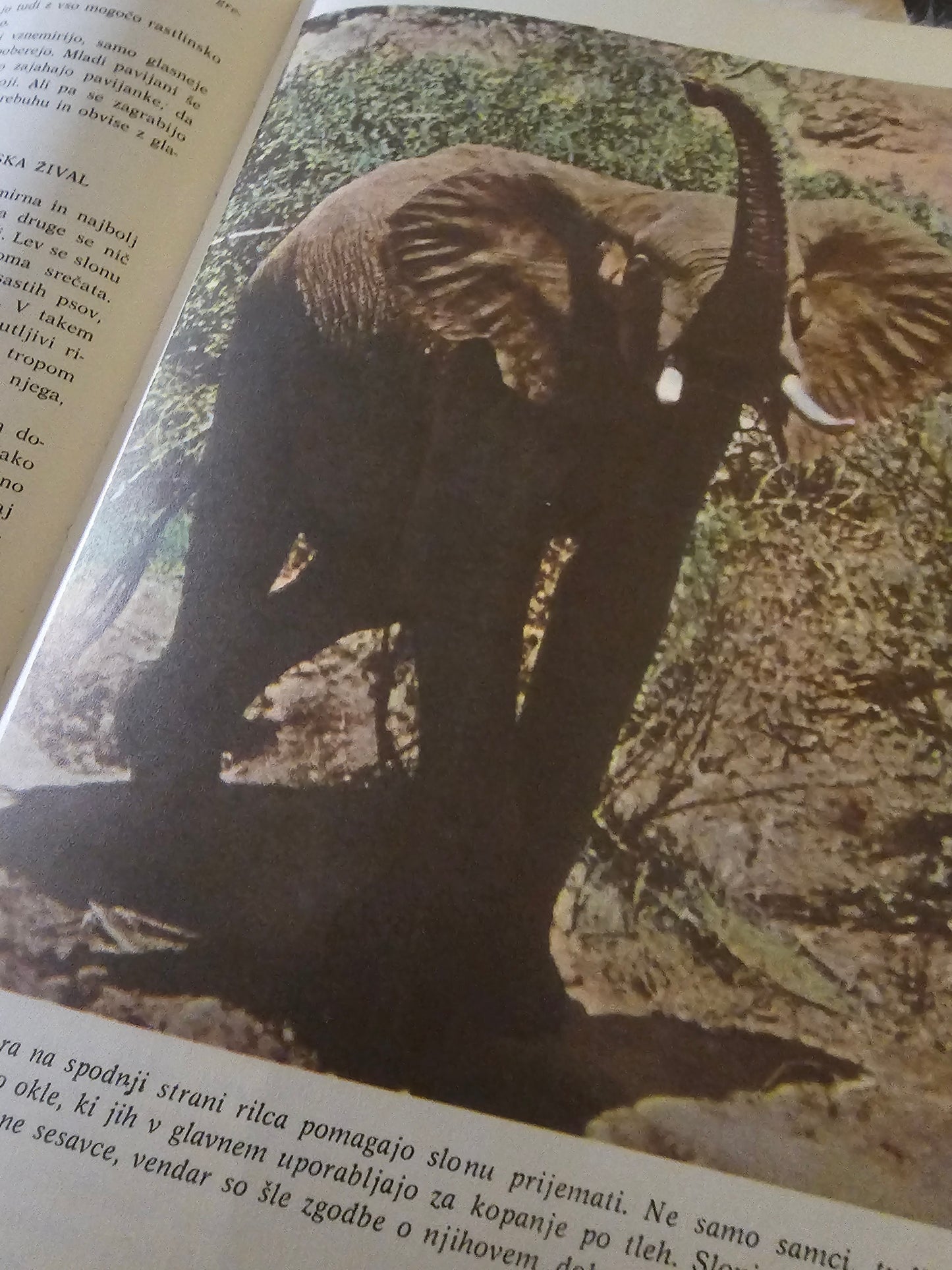 Svet narave Walt Disney