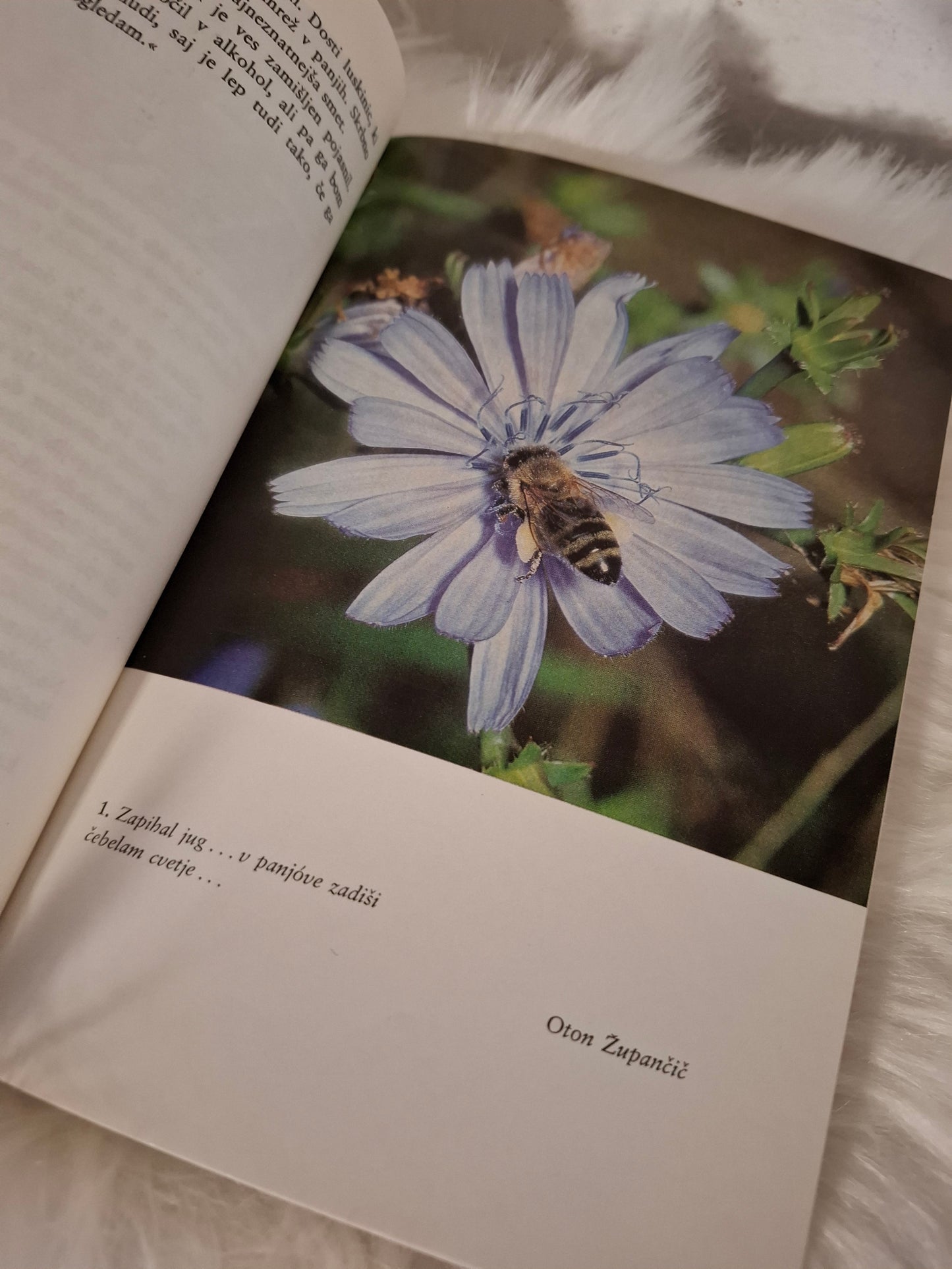 Propolis Mitja Vošnjak