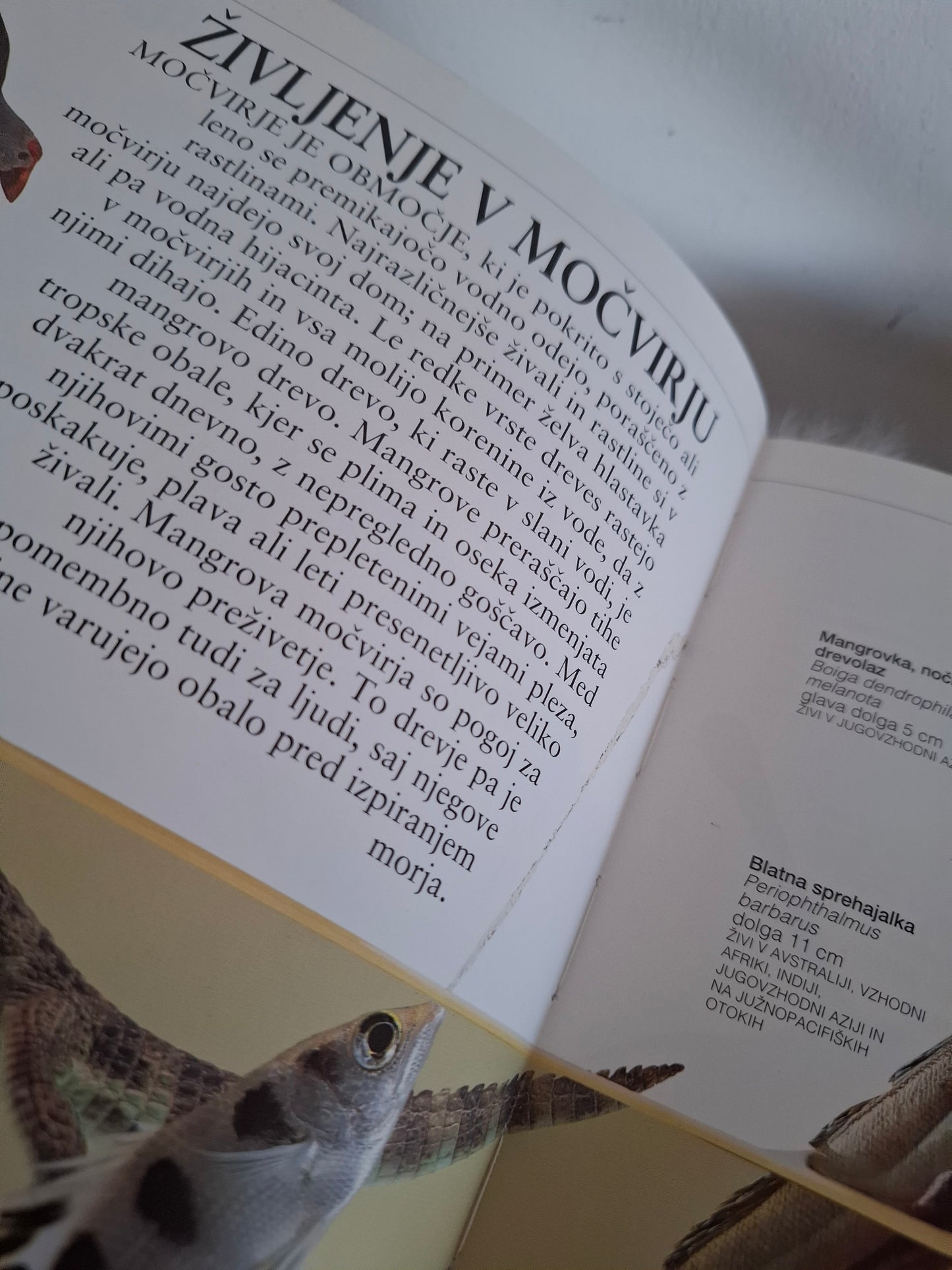 Življenje v močvirju, močvirski svet pod drobnogledom Theresa Greenaway