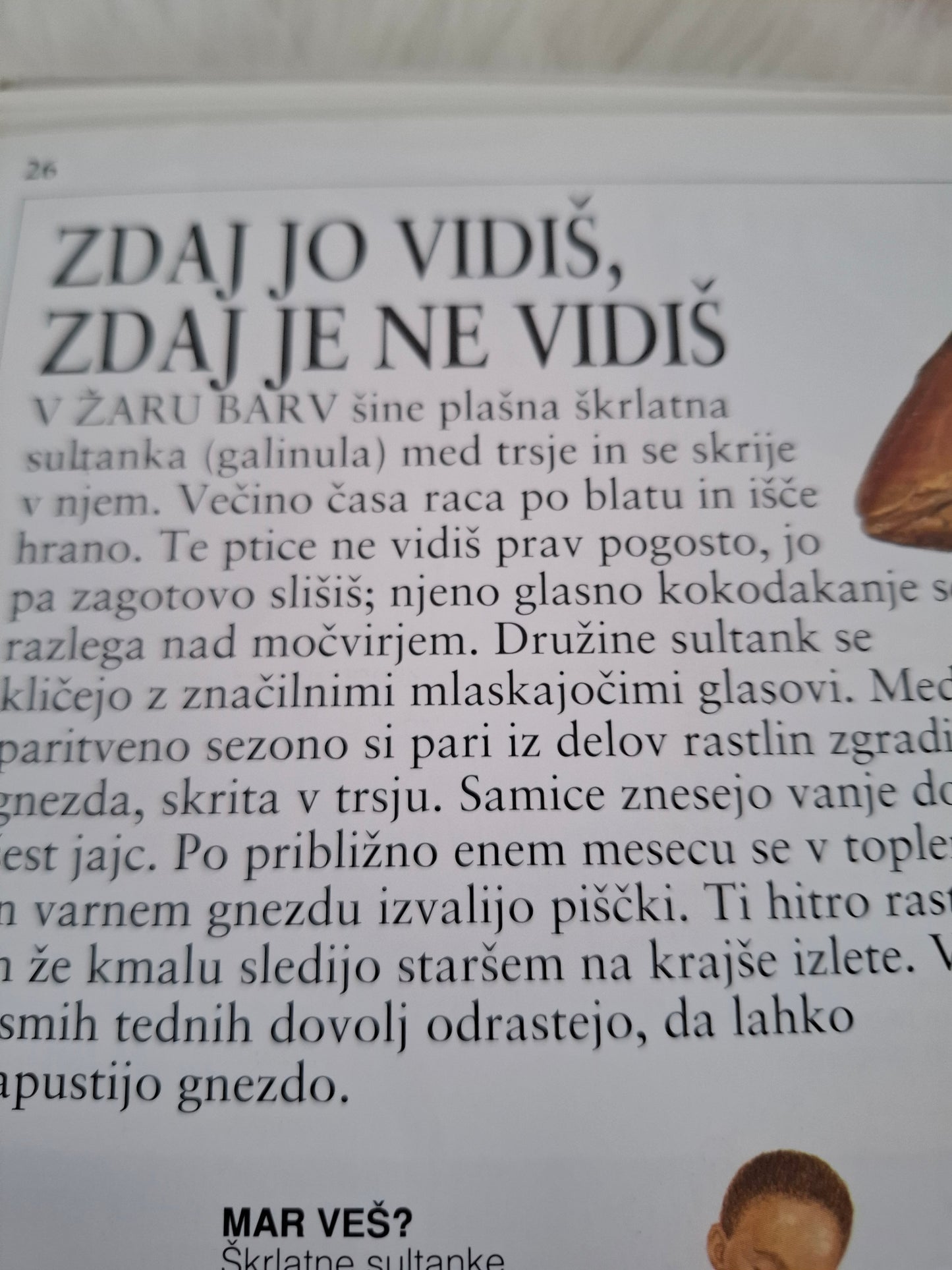 Življenje v močvirju, močvirski svet pod drobnogledom Theresa Greenaway