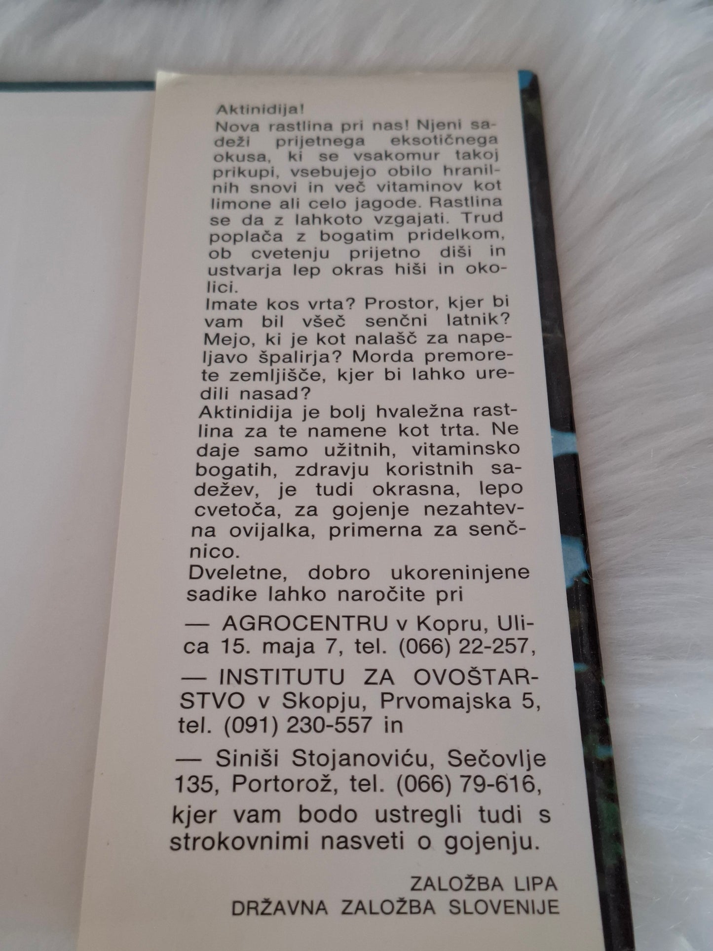 Aktinidija Vitjan Sancin