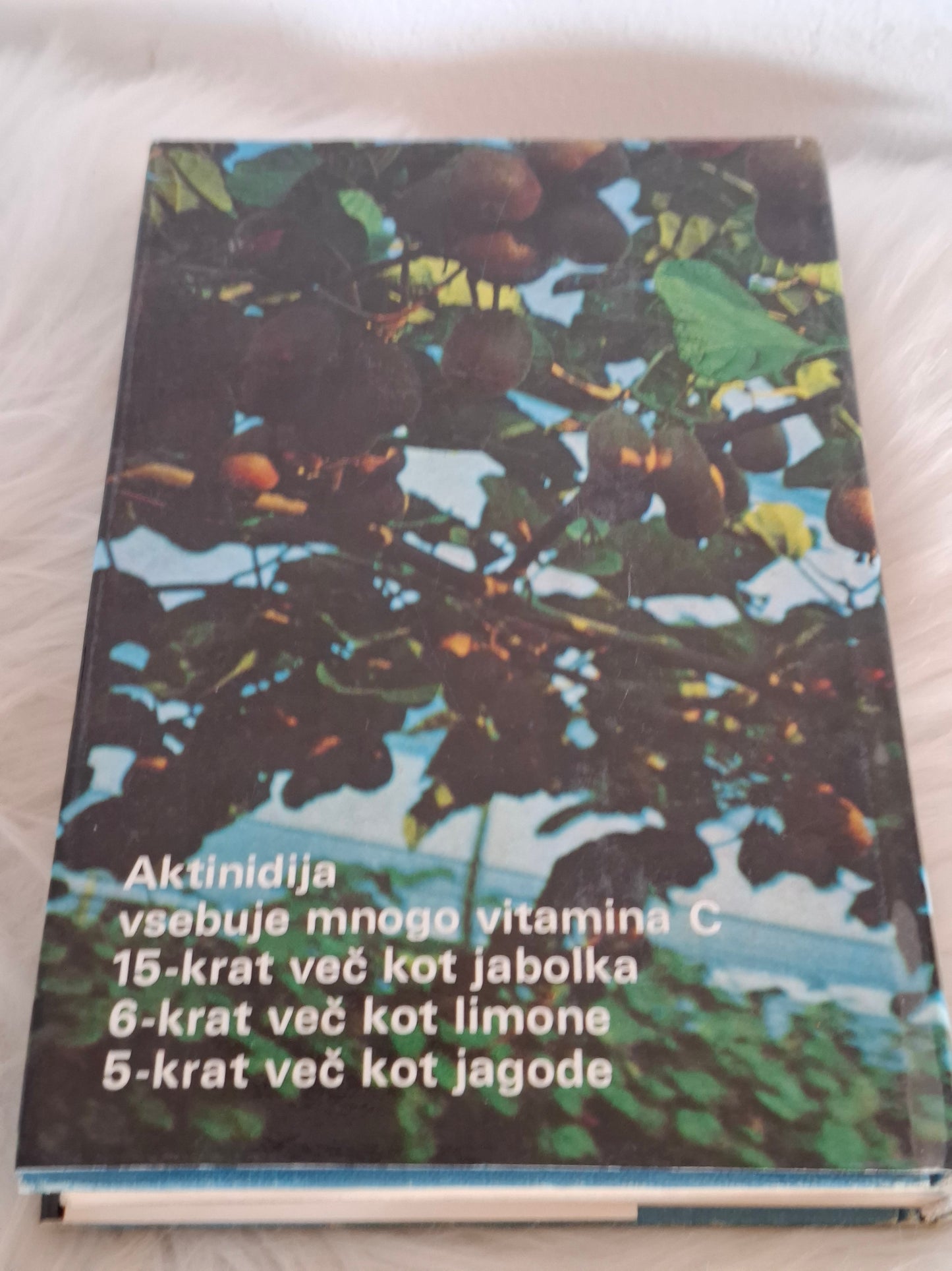 Aktinidija Vitjan Sancin