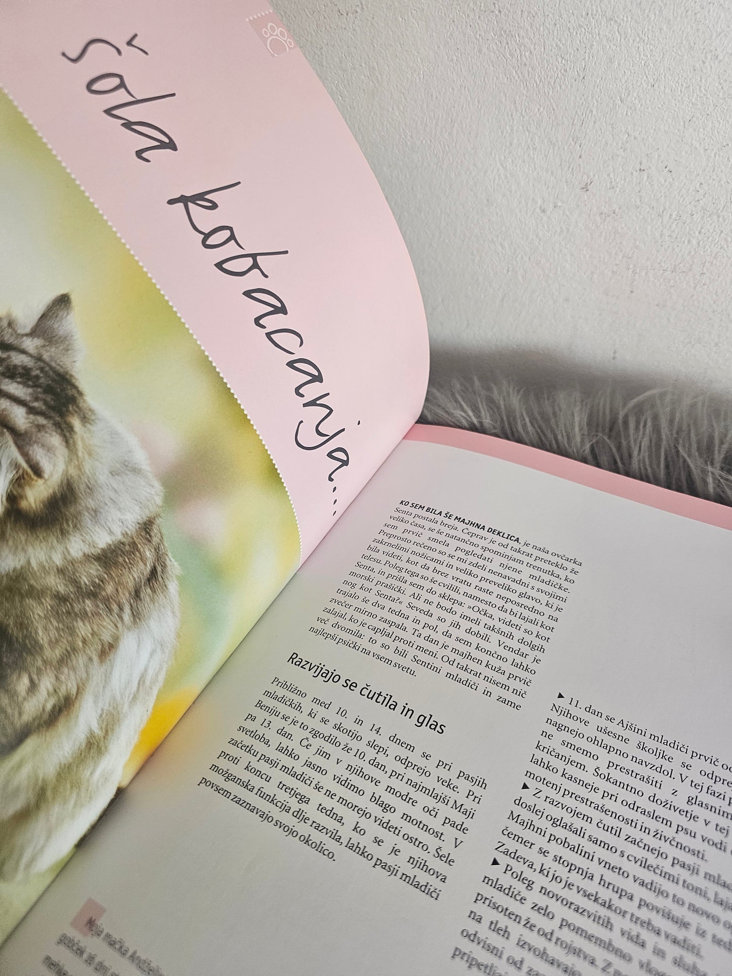 Pasji in mačji mladički odkrivajo svet Monika Wegler