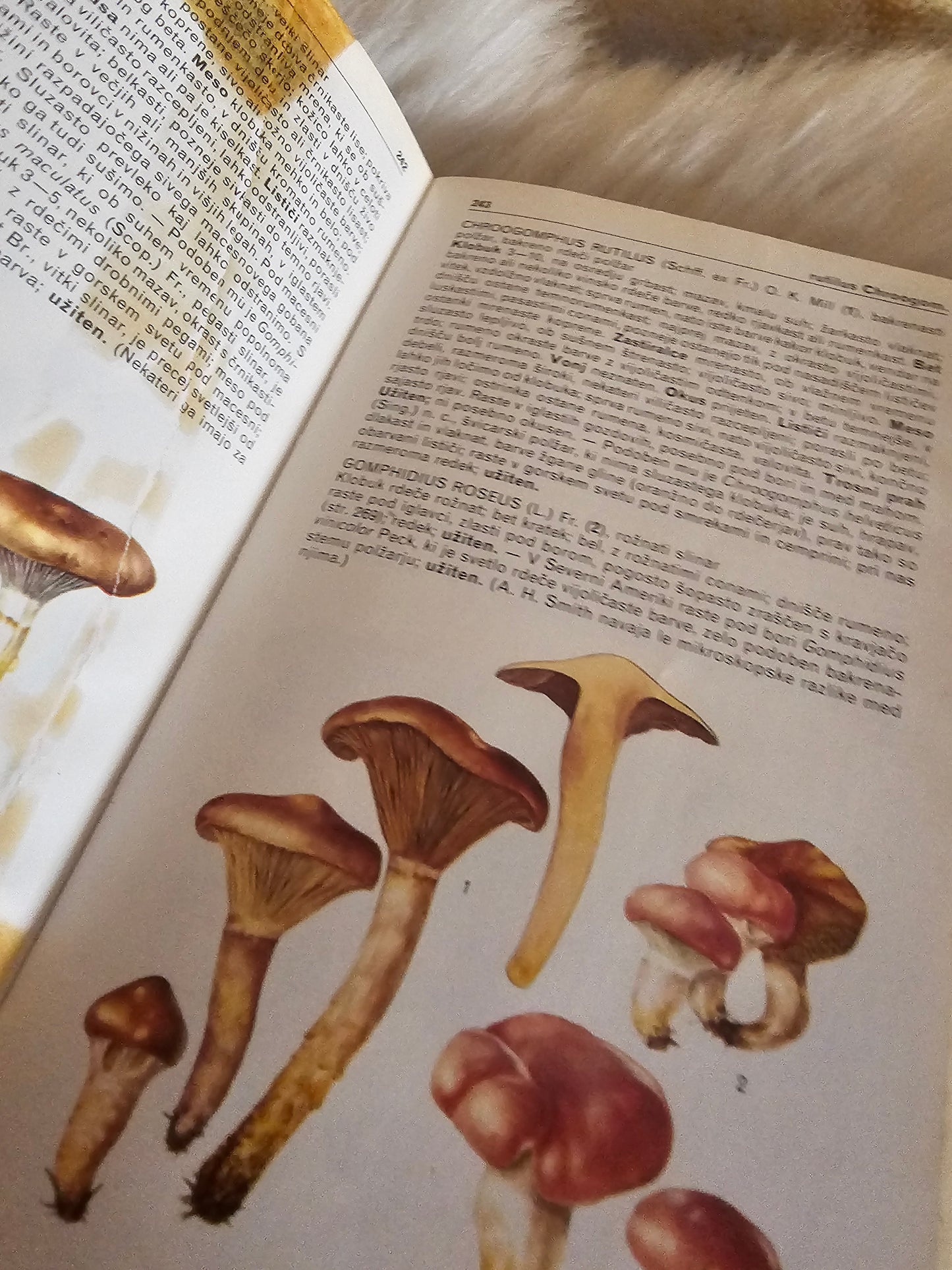 Vse o gobah Mladinska knjiga