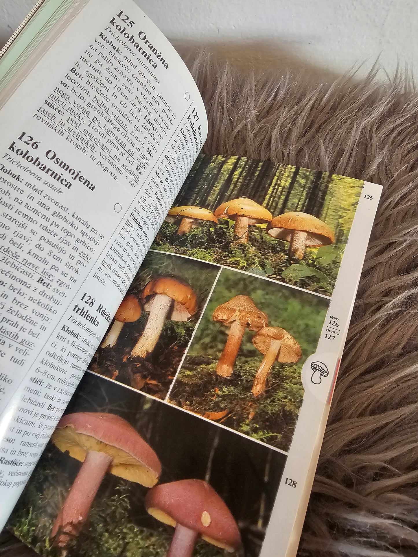 Gobe žepni gobarski vodnik Edmund Garnweider