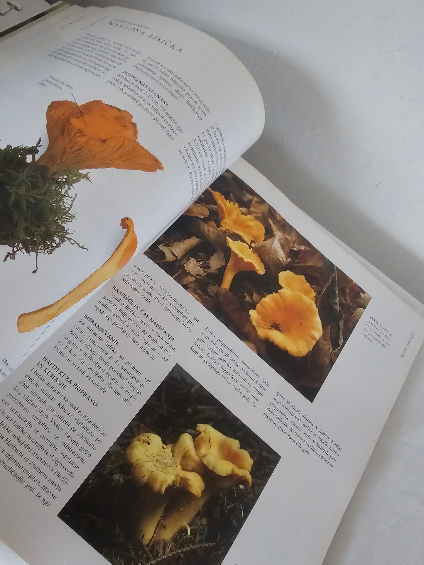 Gobe Vodnik po svetu gob Peter Jordan in Steven Wheeler