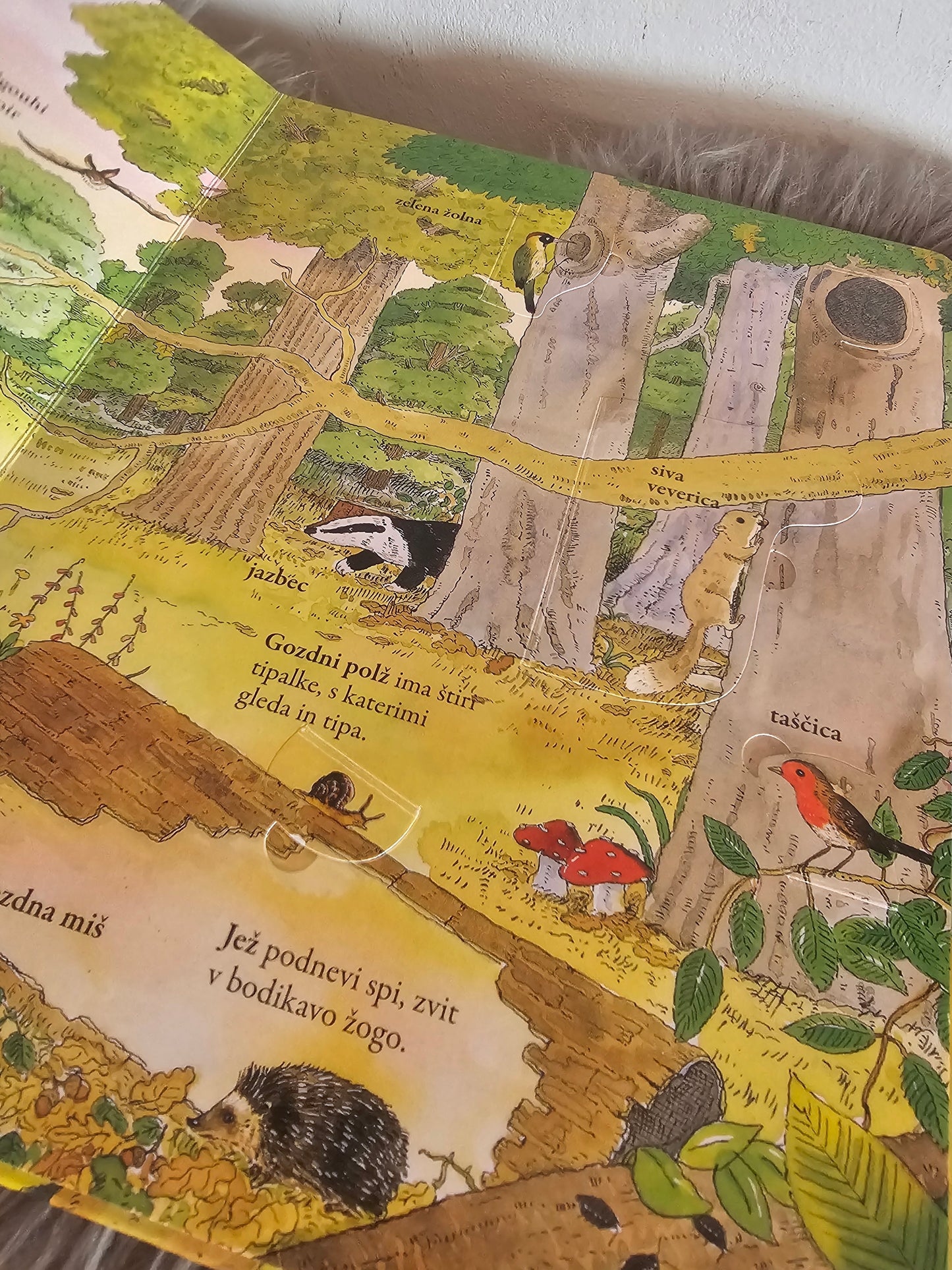 Živai sveta knjiga z zavihki Učila