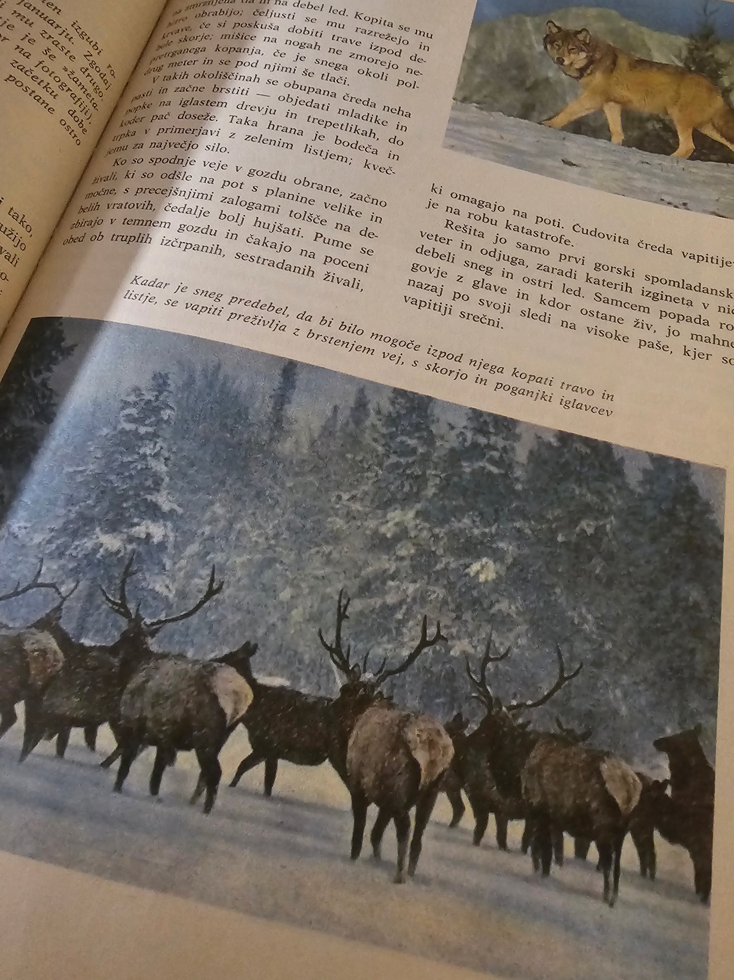 Svet narave Walt Disney