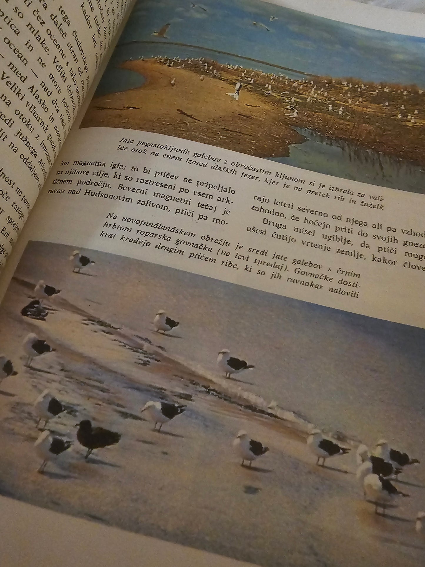 Svet narave Walt Disney