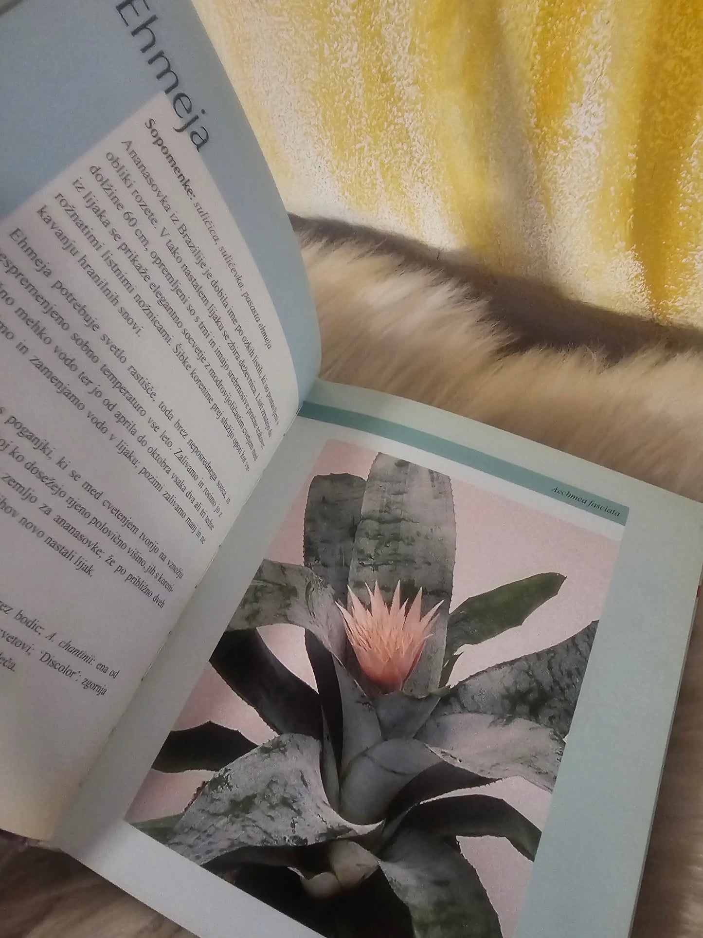 Sobne rastline Učila