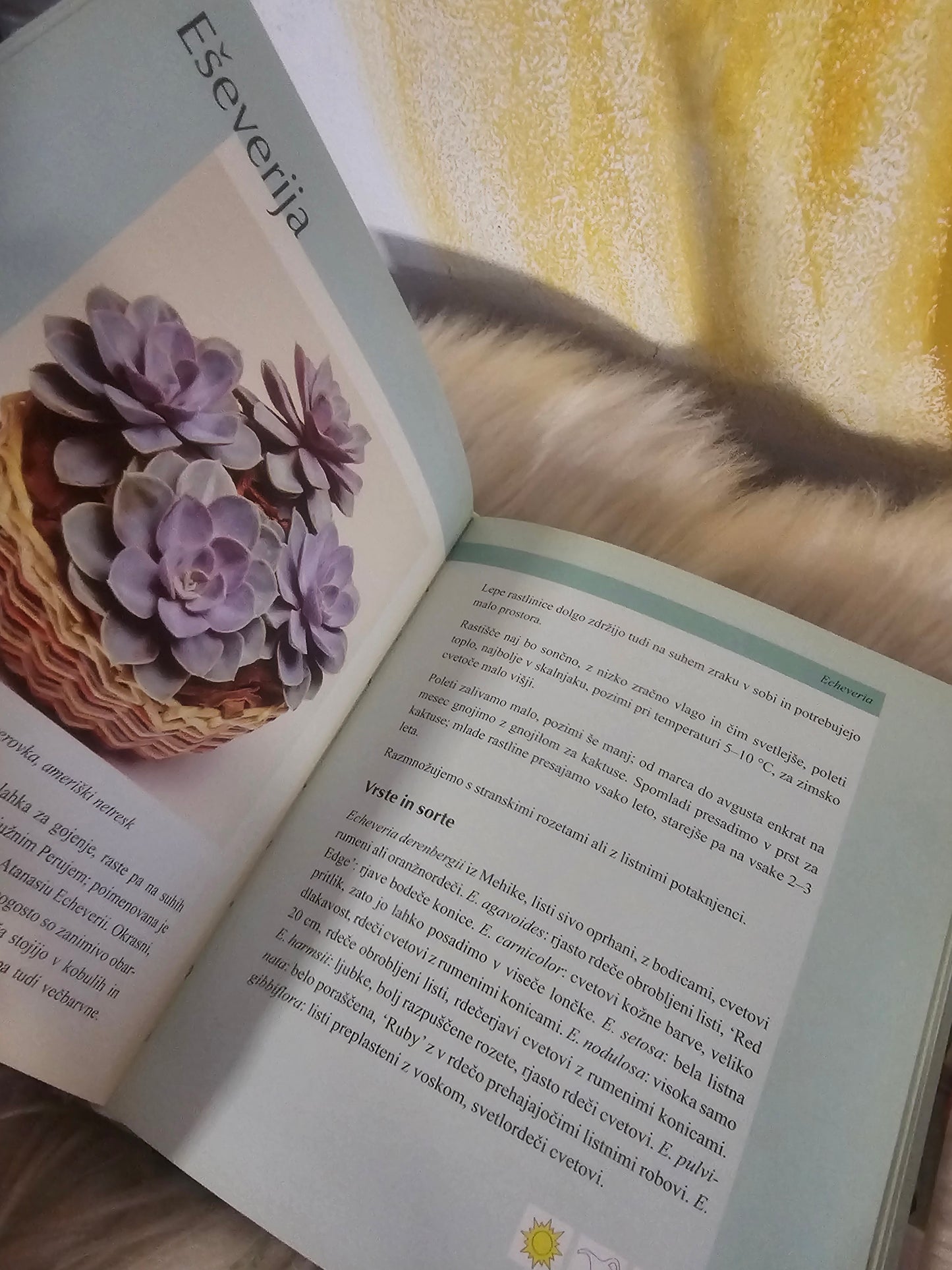 Sobne rastline Učila