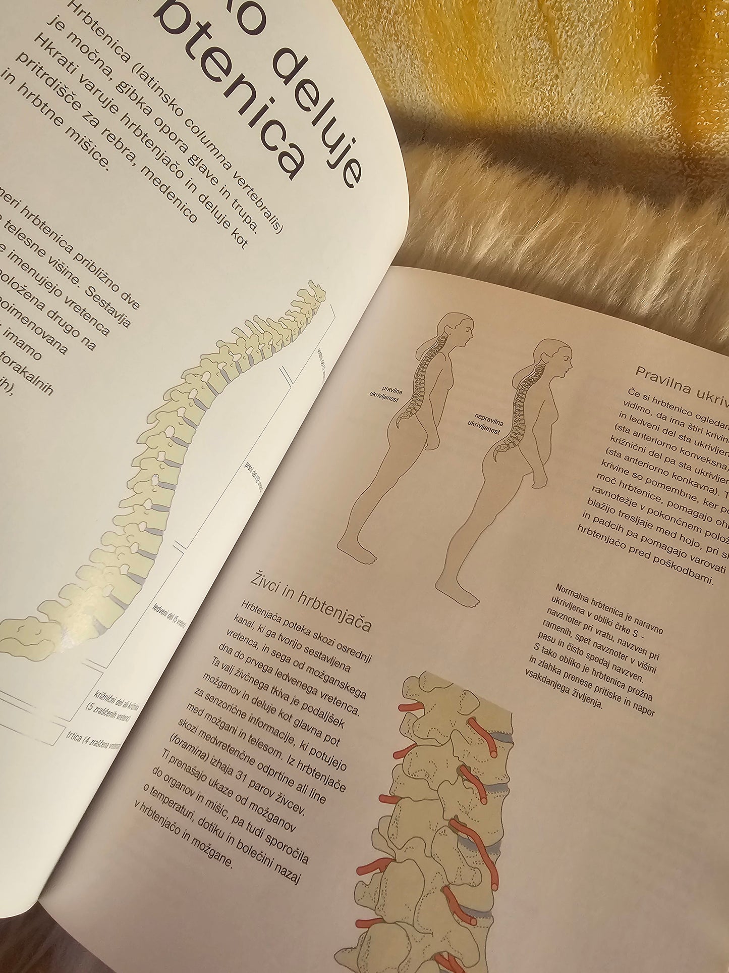 Zdrav hrbet Stella Weller