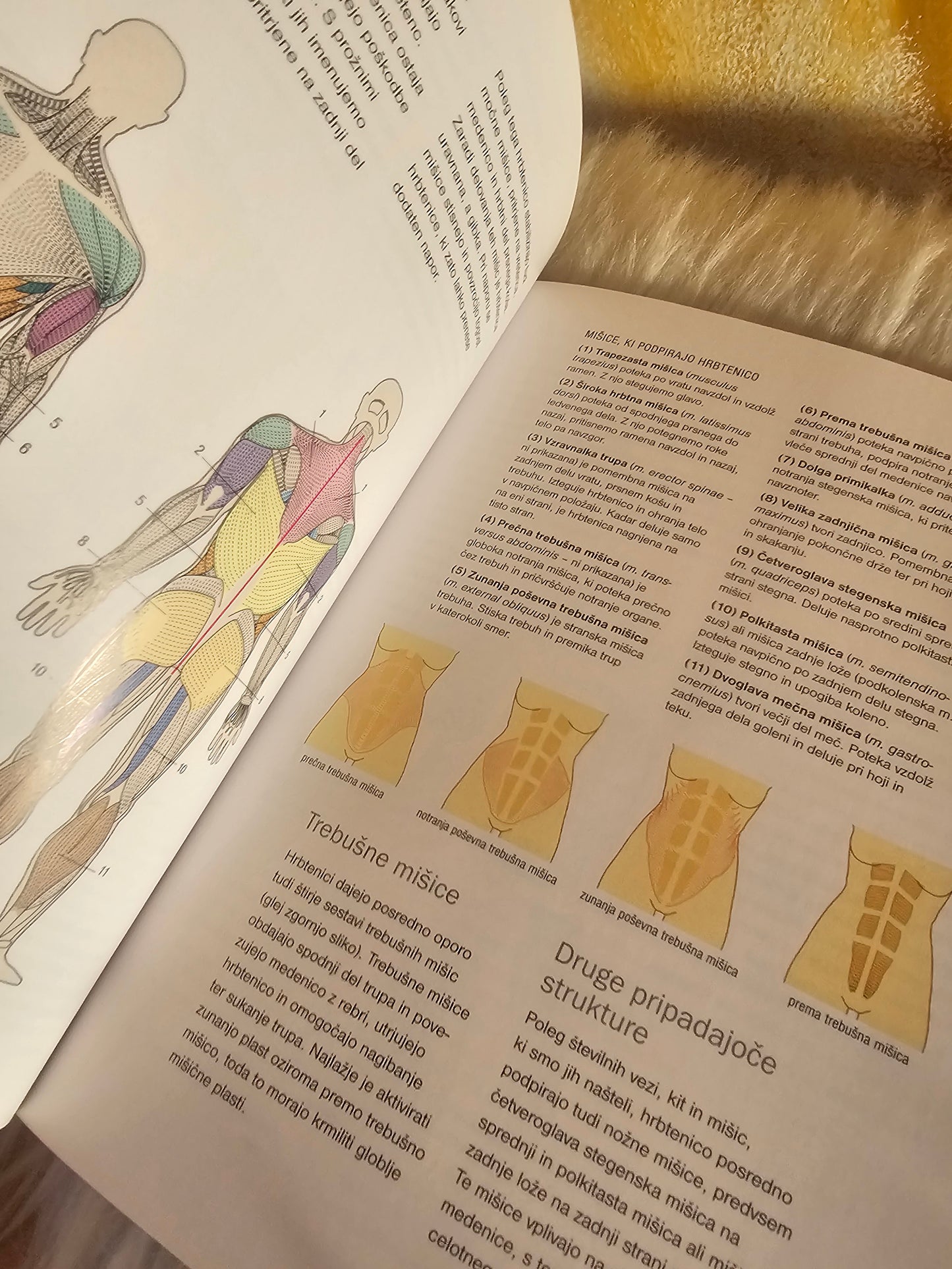 Zdrav hrbet Stella Weller