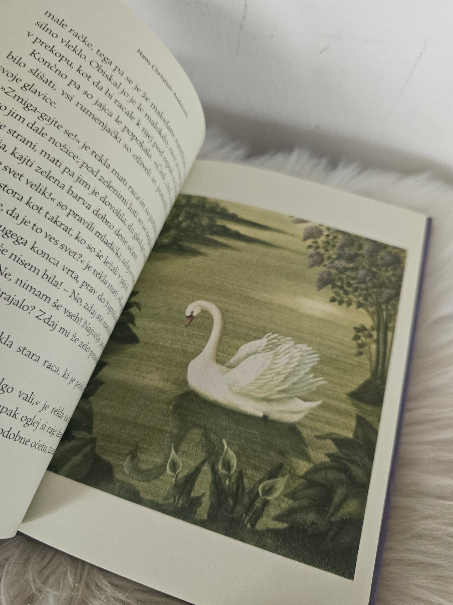Grdi raček Slavec Divji labodi Hans Christian Andersen
