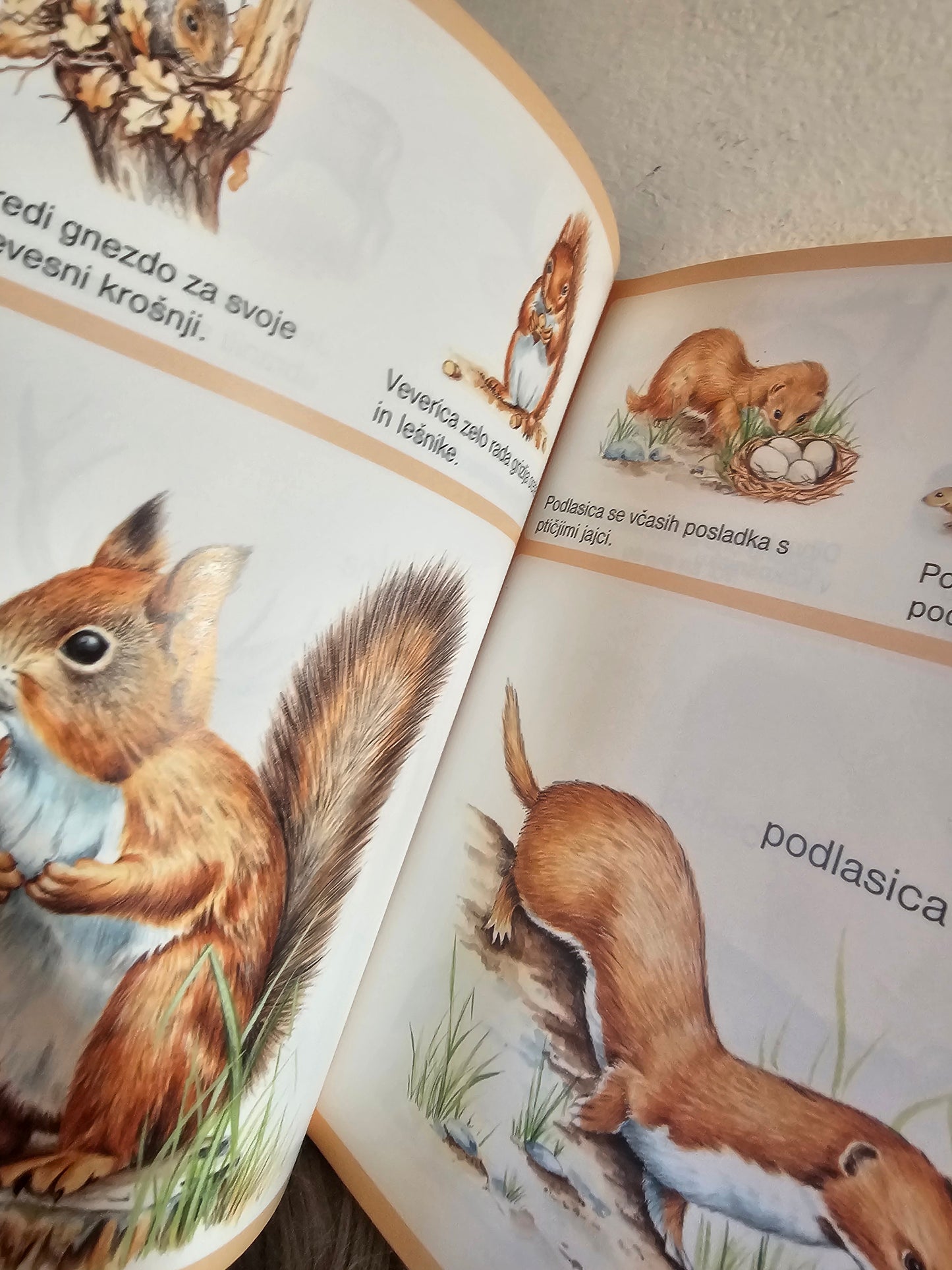 Podobe živali za otroke Oka