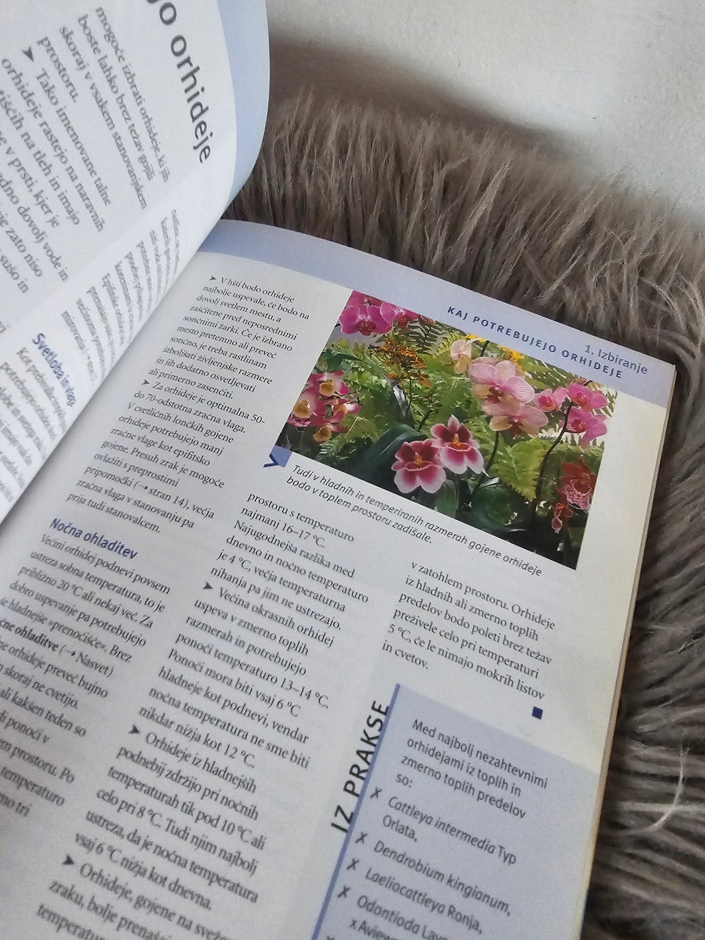 Orhideje preprosto in eksotično Frank Rollke