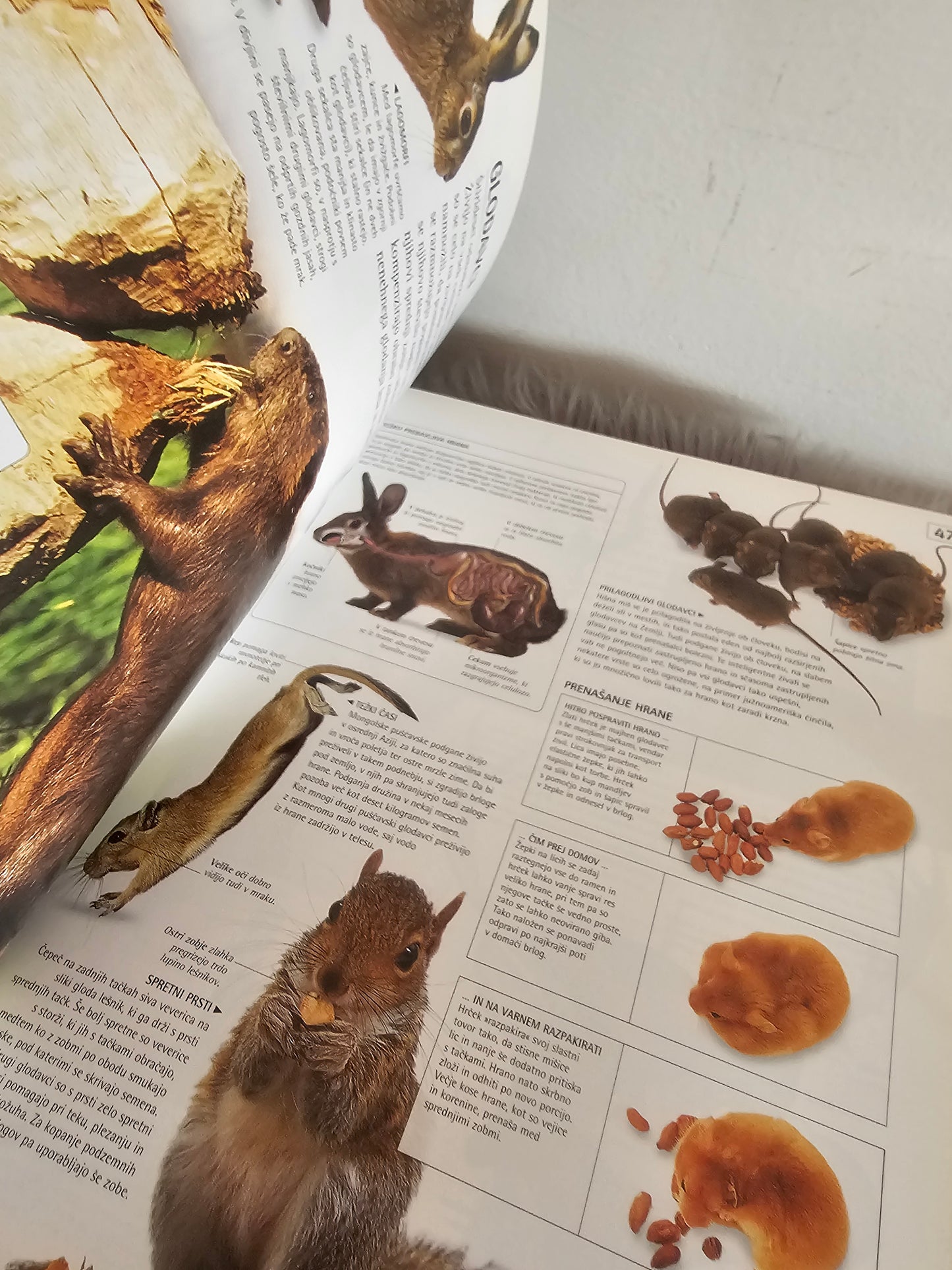 E raziskovalec Sesalci  več avtorjev