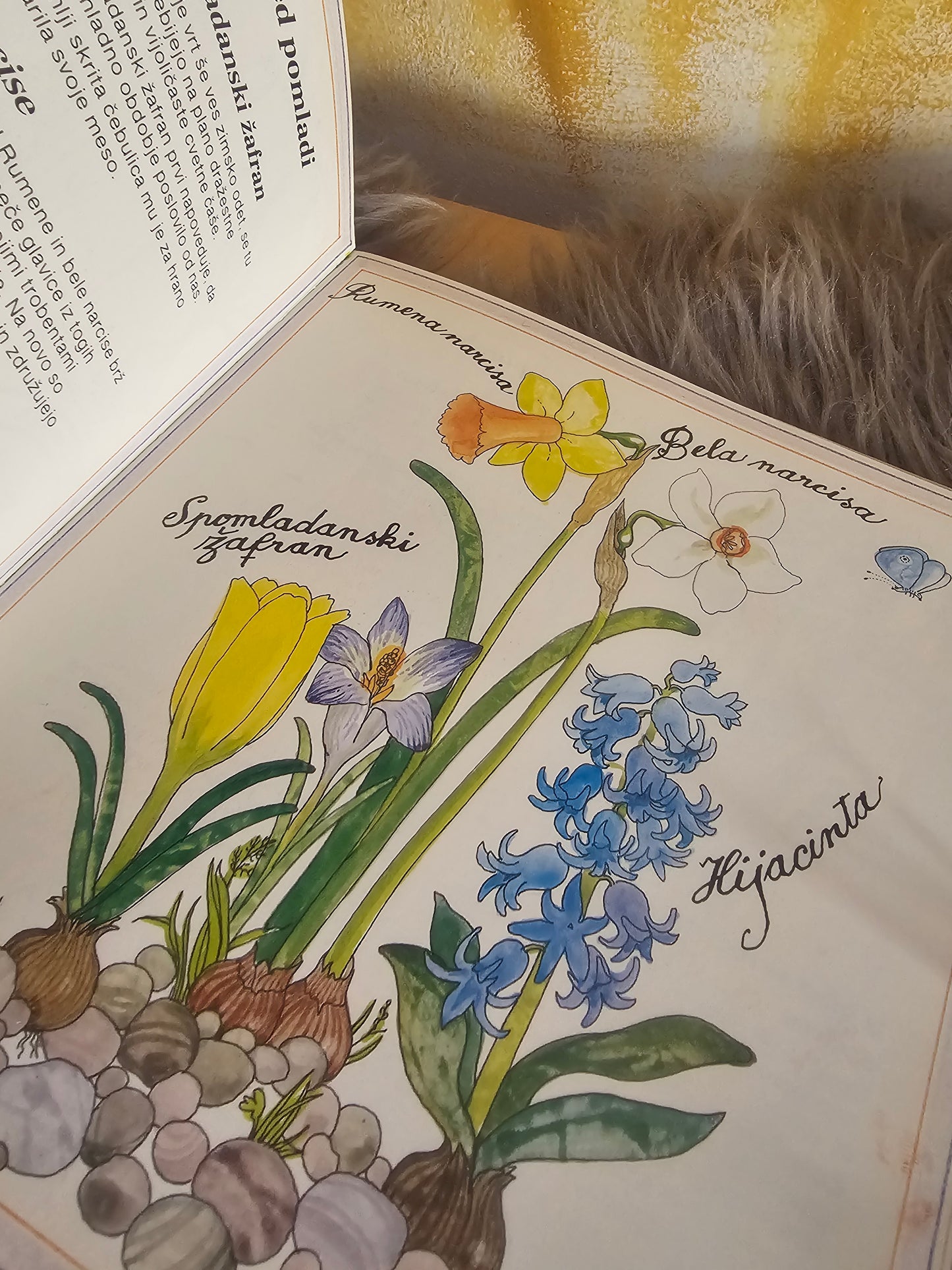 Cvetje Marthe Seguin Fontes