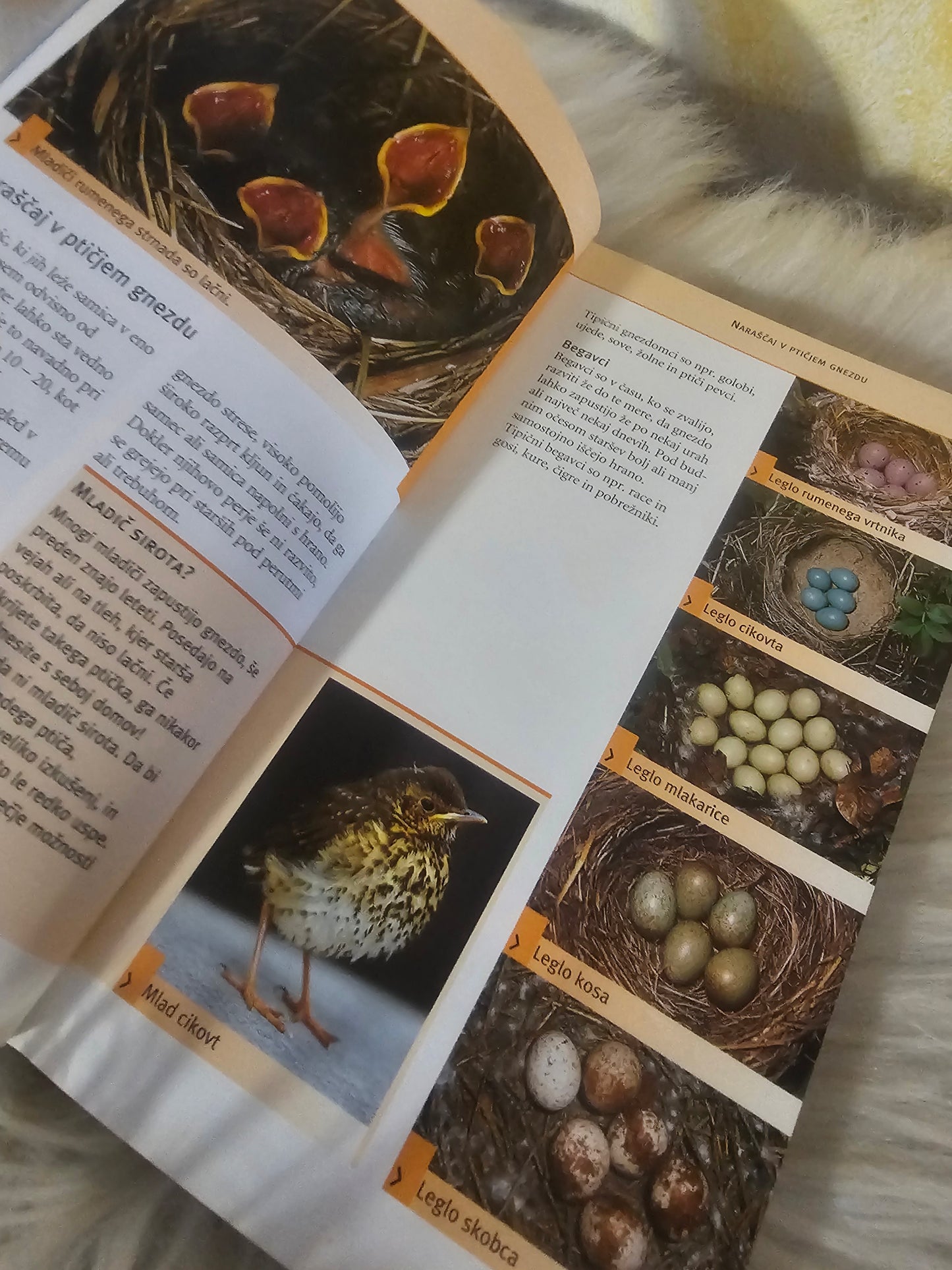 Ptiči Vodnik po naravi