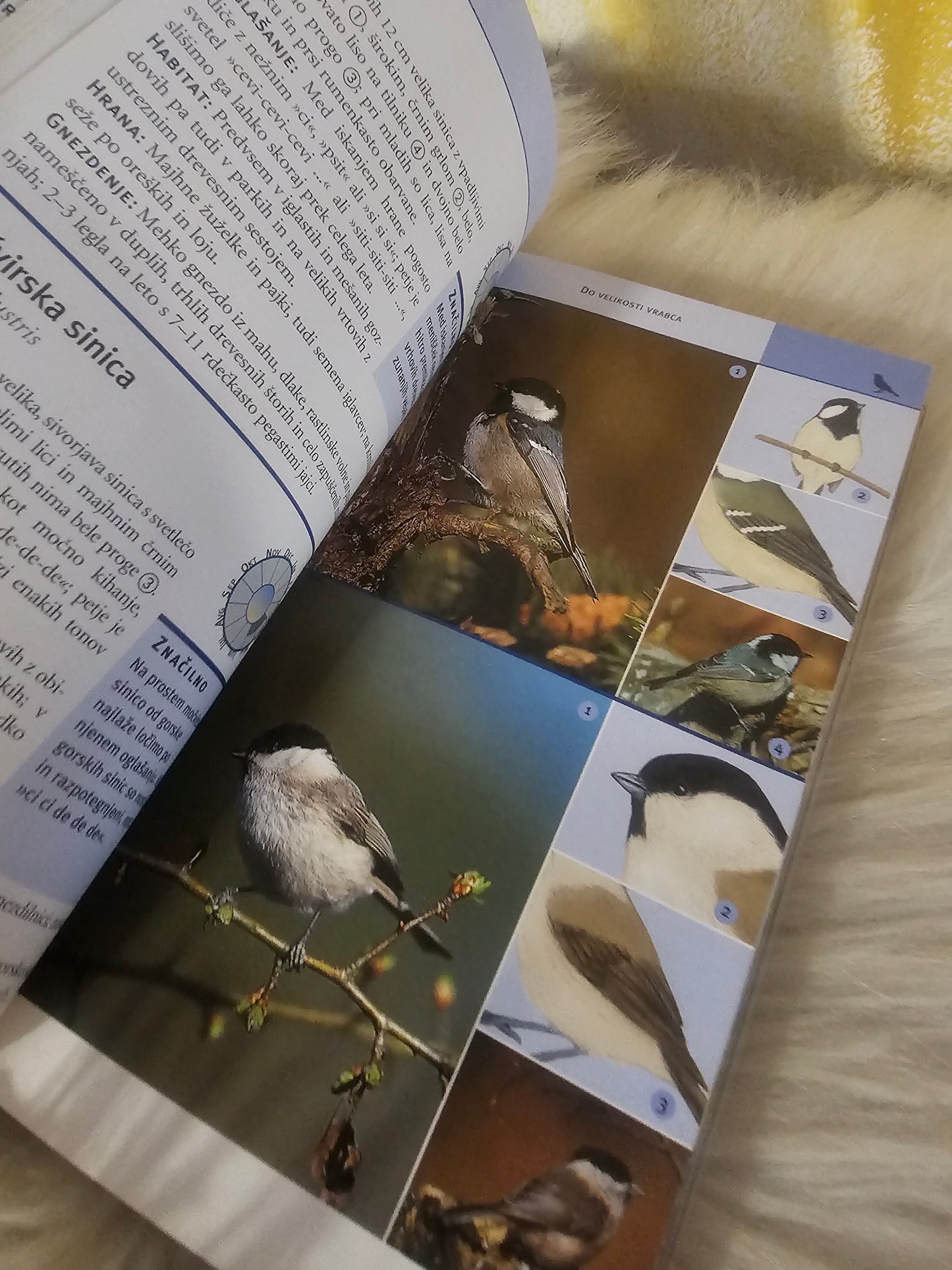 Ptiči Vodnik po naravi