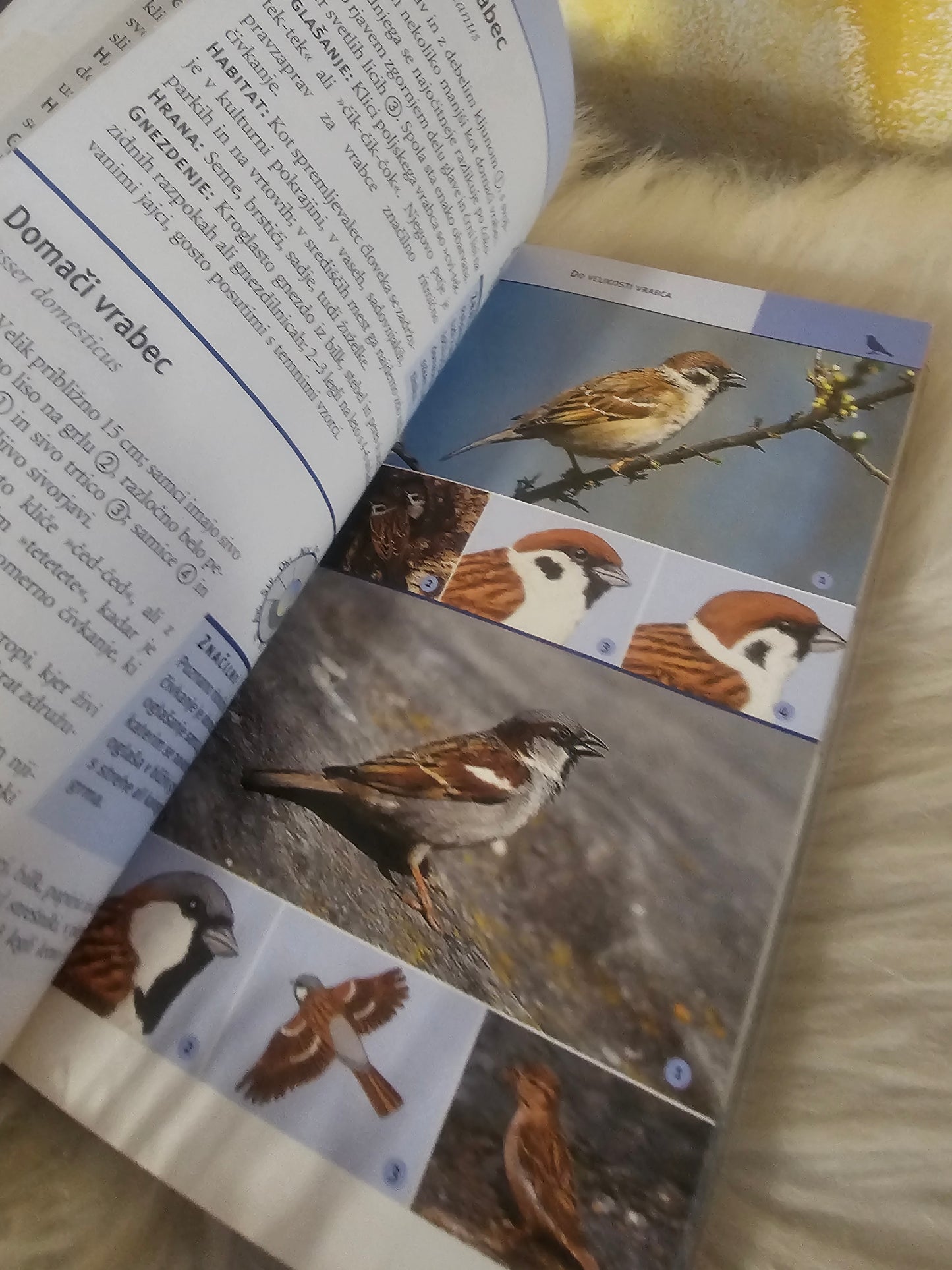 Ptiči Vodnik po naravi