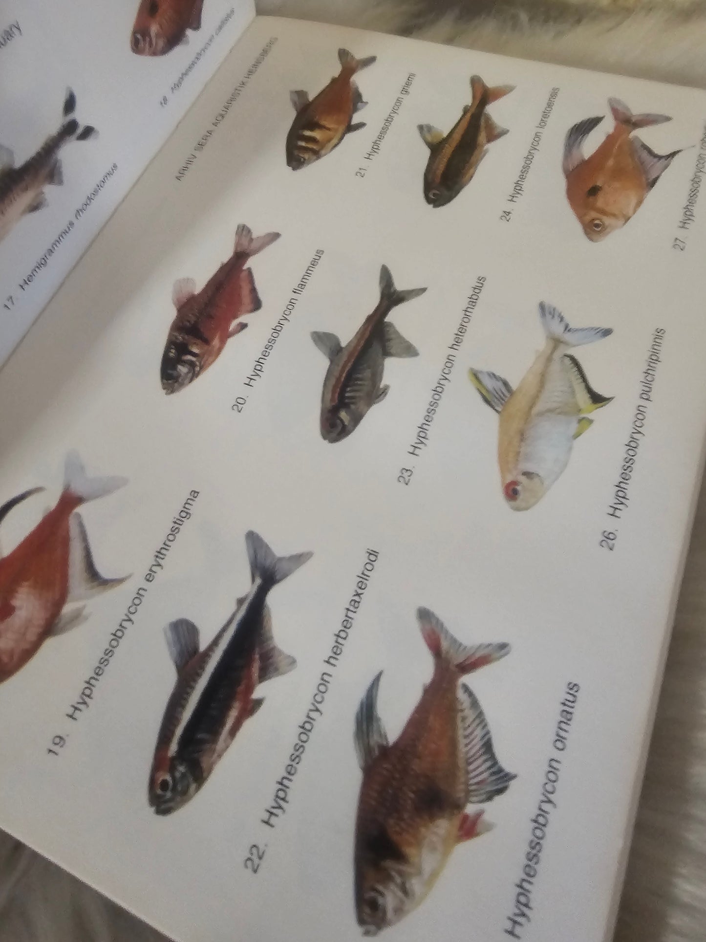 Spoznajmo akvarijske ribe Rihard Jerič