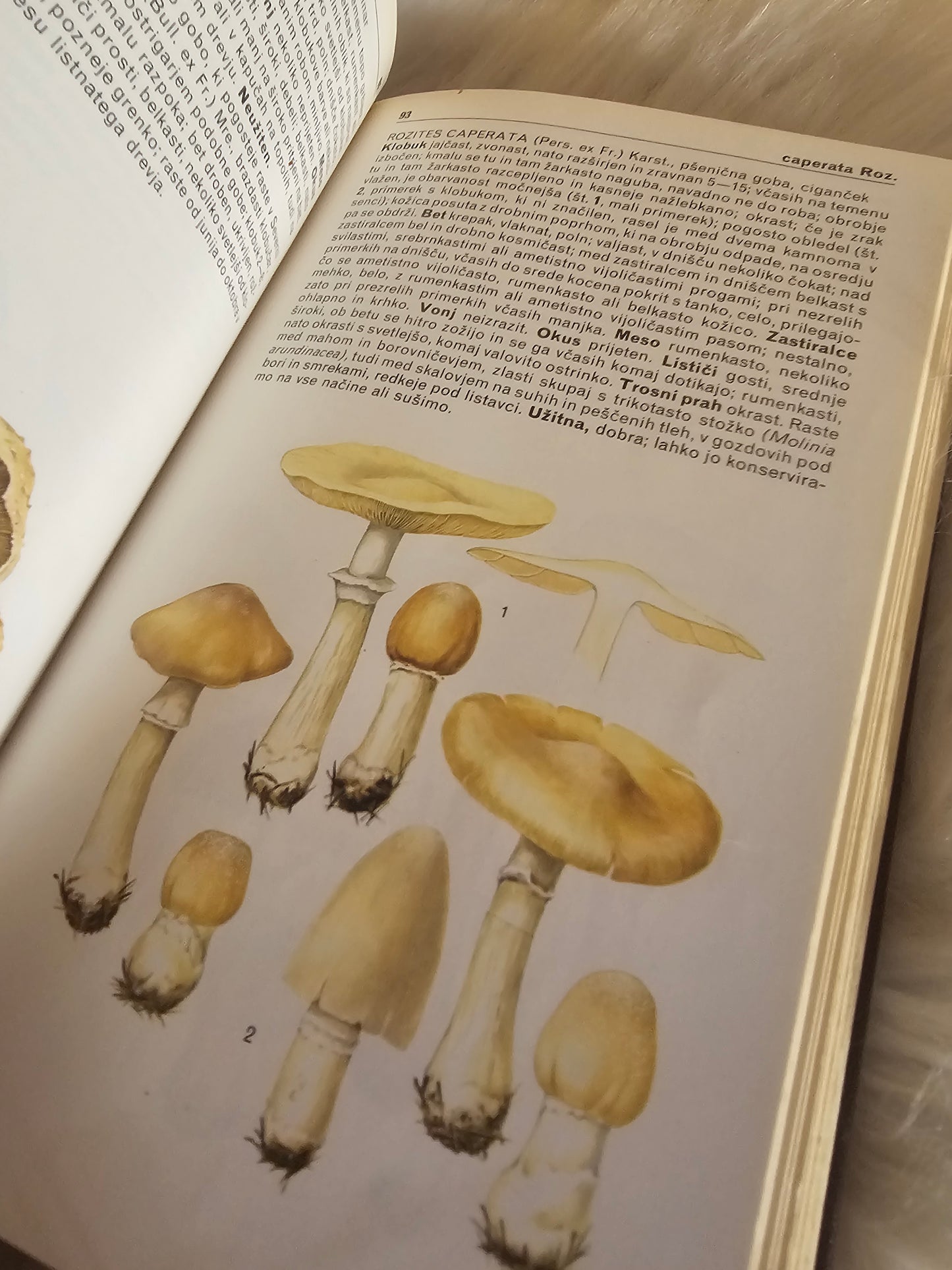 Vse o gobah Mladinska knjiga