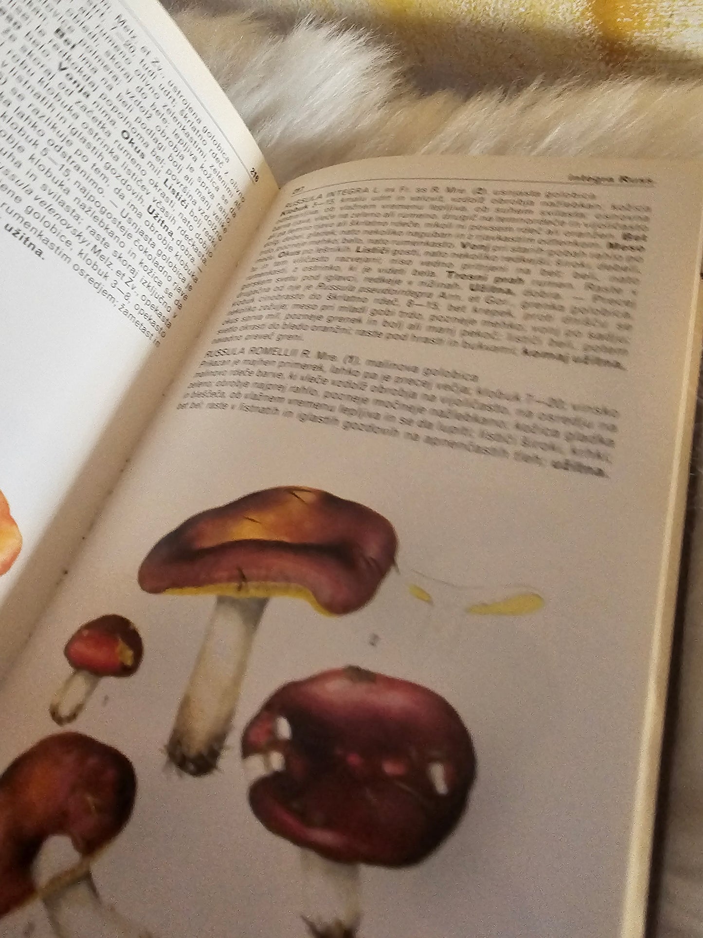 Vse o gobah Mladinska knjiga