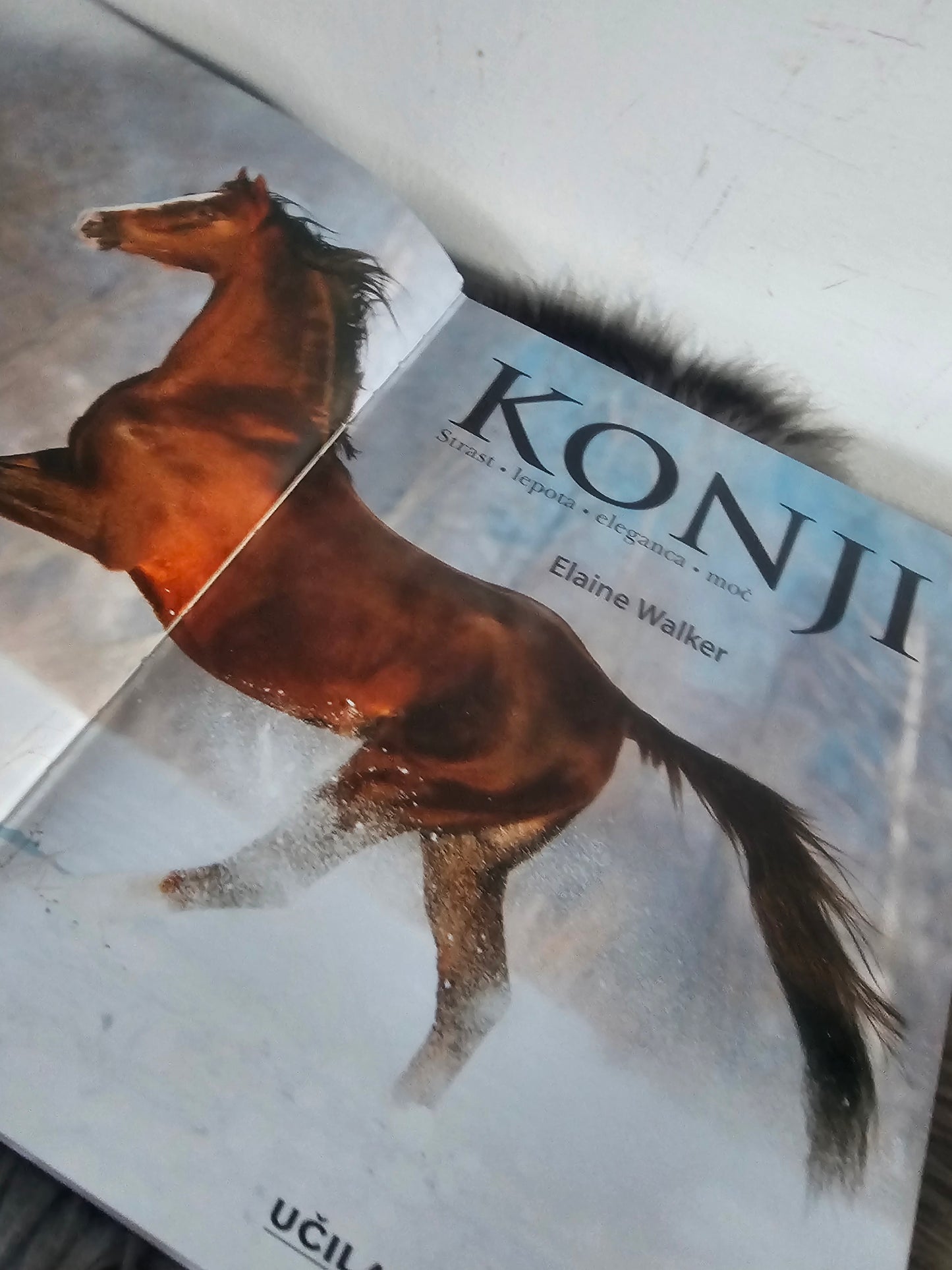 Konji Elaine Walker