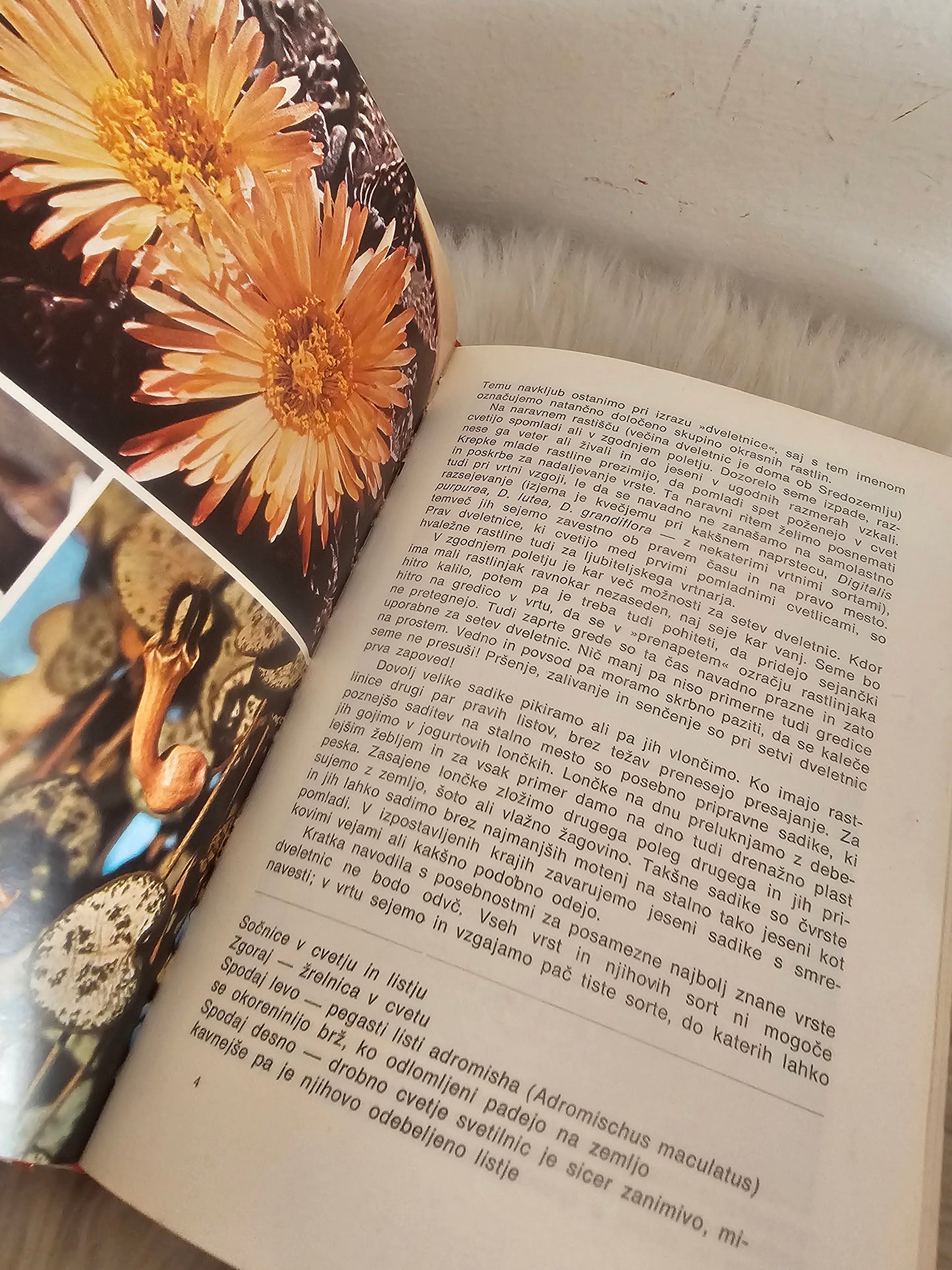 Razmnožujmo okrasne rastline Izidor Golob