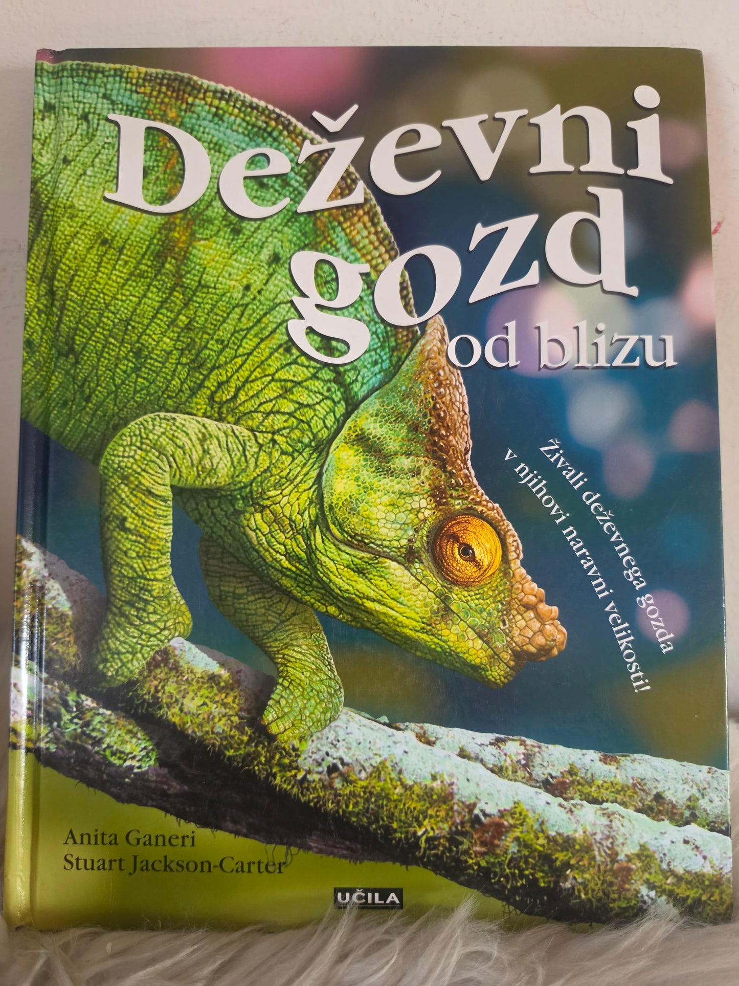 Deževni gozd od blizu Učila