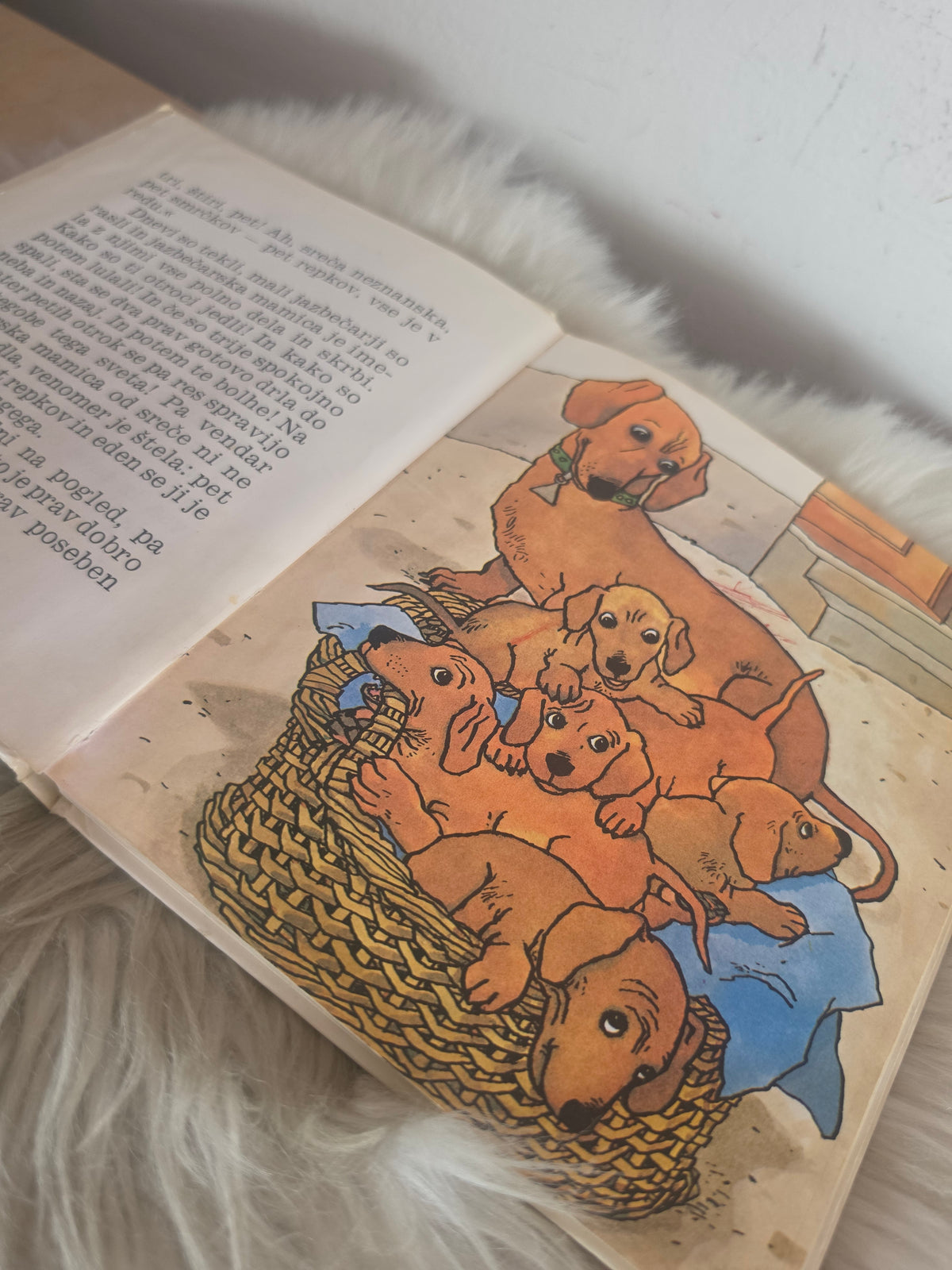 Pet kužkov išče pravega  Polonca Kovač