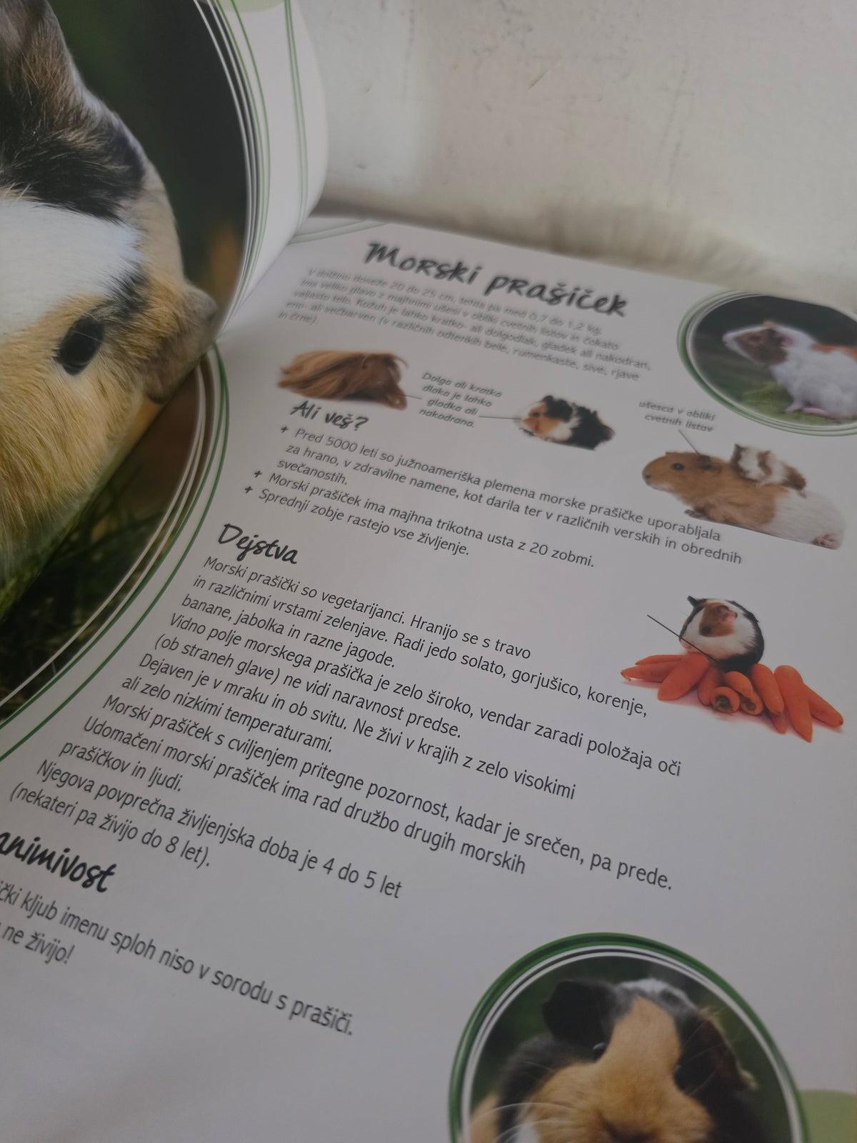 Spoznaj...Hišni ljubljenčki Mladinska knjiga
