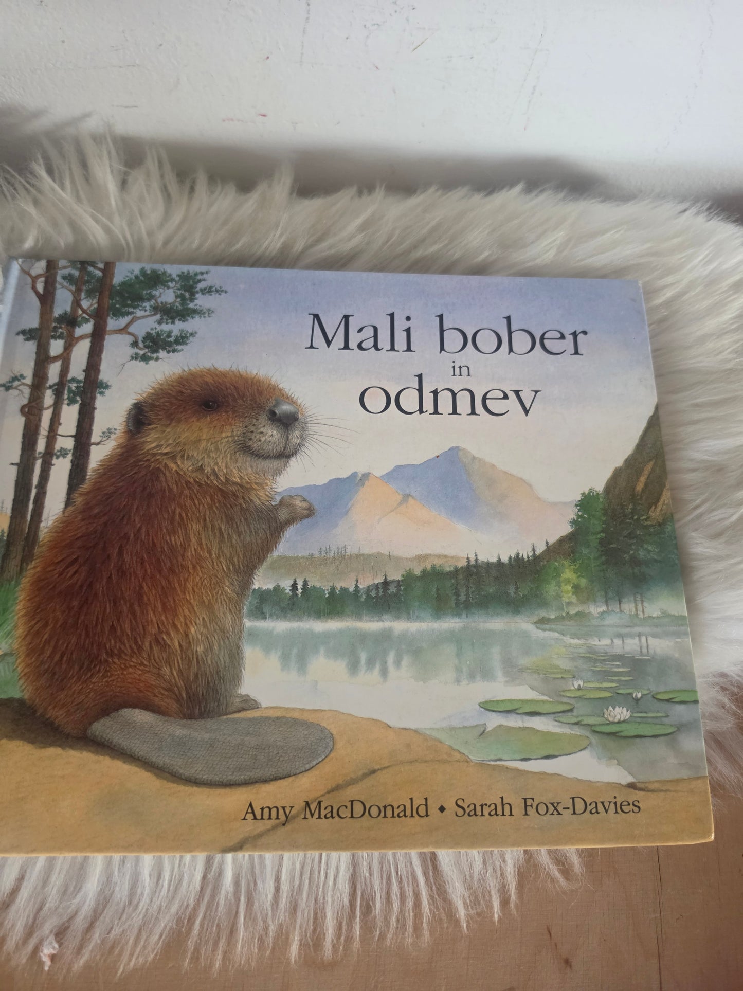 Mali bober in odmev Amy MacDonald